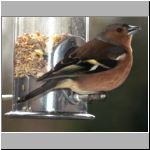 chaffinch 5.jpg